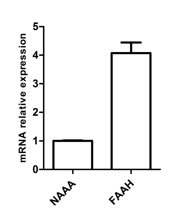 FAAH and NAAA mRNA relative expression in B16 cells. Quantitative detection of mRNA was performed by qPCR using RPL19 as house keeping gene. Data were analyzed according to the 2-ΔCT method and the NAAA mRNA expression is set at 1 value.