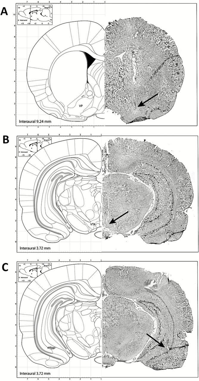 Representative photomicrographs demonstrating cannula placements in the ventral pallidum (A), an electrode track in the VTA (B), and a stimulating electrode located in the ventral hippocampus (C). The left side of each panel depicts the approximate location based on the atlas of Paxinos and Watson (Paxinos and Watson, 2009).