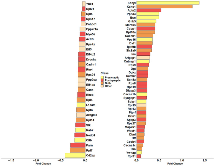 Barplot showing the fold change in DEGs included in the overrepresented “synapse” term of cellular component in SynGo. The color of each bar identifies the cellular compartment. DEGs included in the “Presynapse” term are indicated in yellow. The red color indicates DEGs belonging exclusively to the “Postsynapse” term. Dark orange indicates the DEGs present in both “Presynapse” and “Postsynapse” terms. The DEGs not included in “Presynapse” or “Postsynapse” are presented in light orange. The fold change scale represents the log2(CBNR10/CTRL).