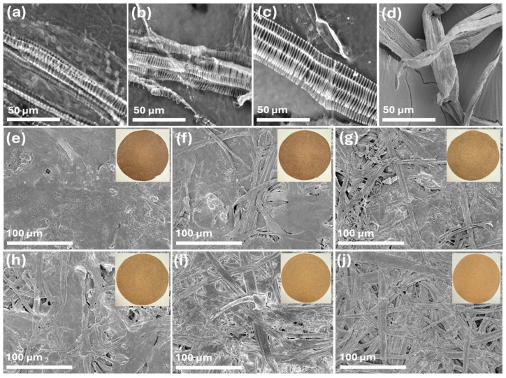 SEM images of spent floral fibers (a) SSC_SFF, (b) SHN_SFF, (c) PWN_SFF, and (d) hemp hurd fibers at 1 k× magnification and handsheets (e) FH, (f) 8FH2HH, (g) 6FH4HH, (h) 4FH6HH, (i) 2FH8HH, and (j) HH at 250× magnification.