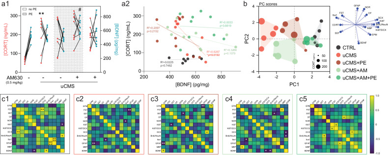 CB2R inhibition in combination with PE increases hippocampal BDNF levels and reverts behavioural, cellular, and molecular changes evoked by chronic stress.a Chronic stress significantly increases CORT levels, and AM630 treatment in combination with PE elevates BDNF hippocampal levels (a1); animals with higher CORT levels display lower levels of BDNF, an effect prominent in chronically stressed animals (a2). b Principal component analysis (PCA) score plot showing the discrimination among different experimental conditions, with the cluster of animals treated with AM630 in combination with PE overlapping with the CTRL cluster; symbol size varies according to CORT levels, as illustrated. c Correlational heatmaps of behavioural, cellular, and molecular readouts reveal positive associations in CTRL animals (c1) and in uCMS animals treated with a combination of AM630 and PE (c5); while uCMS animals (c2) and those subjected to the PE regimen (c3) or treated with AM630 alone (c4) reveal negative correlations in assessed readouts. Data presented as mean ± SEM and circles represent individual data points (animals); heatmap gradients vary between -1 (purple; negative correlation) and 1 (yellow; positive correlation) [Student’s t test/Pearson r test: **p < 0.01, *p < 0.05 vs CTRL; Two-way ANOVA: #p < 0.05 vs uCMS; further statistical details in Table S4; correlational matrices: ****p < 0.0001, **p < 0.01, *p < 0.05 vs each parameter]. uCMS unpredictable chronic mild stress, AM630 CB2R inverse agonist, PE physical exercise.