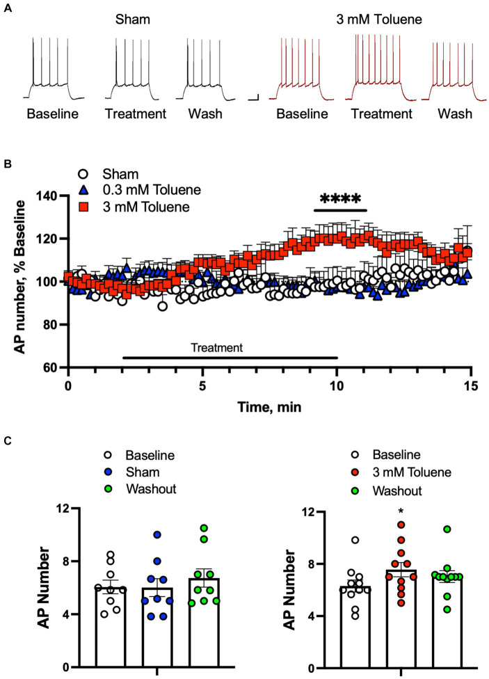 Toluene increases the intrinsic excitability of BLA pyramidal neurons. (A) Representative spike trains evoked by direct current injection in BLA pyramidal neurons under baseline, treatment, and washout of Sham aCSF (black, left) or 3 mM toluene (right, red). Scale bars: x-axis 100 msec, y-axis 10 mV. (B) Time course of number of evoked APs during exposure to Sham aCSF, 0.3 mM toluene or 3.0 mM toluene (expressed as percent of corresponding baseline). Symbol (****) indicates significant time × treatment interaction (p < 0.0001), repeated measures mixed effects model. (C) Summary of changes in action potential number before, during and after exposure to Sham aCSF (left panel) or 3.0 mM toluene (right panel). Symbol (*) indicates significant difference (p < 0.05) from baseline, one-way ANOVA with Dunnett’s post-hoc. Data are mean + SEM; aCSF Sham (n = 8 cells/3 animals); 0.3 mM toluene (n = 8 cells/5 animals), 3 mM toluene (n = 11 cells/4 animals).