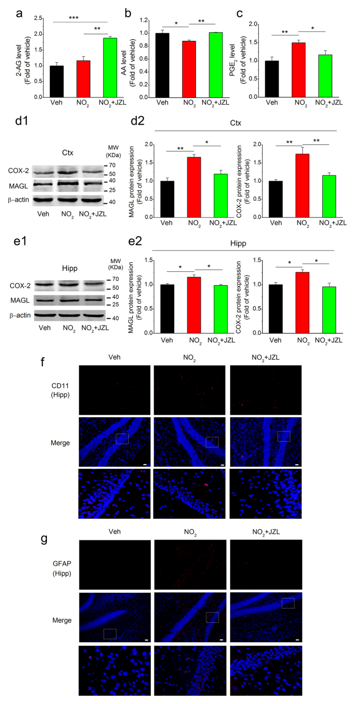 MAGL inhibition suppresses COX-2-derived PGE2 generation and neuroinflammation following NO2 inhalation in C57BL/6J mice.C57BL/6J mice were exposed to 5 mg/m3 NO2 for 5 h/day for 4 weeks in the absence or presence of MAGL inhibitor, JZL184 (8 mg/kg, i.p.), and the levels of 2-AG (a), AA (b) and PGE2 (c) in the cortex were determined. Also, the expression of COX-2 and MAGL in the cortex (d) and hippocampus (e) were quantificated. Data were expressed as means ± SE (n = 6 to 8 mice/group), *P < 0.05 and **P < 0.01 vs vehicle control group or NO2 treatment group. Blots were cropped in this figure, but the gels were run under the same experimental conditions, and full-length blots are presented in Supplementary Figure S4. (f) Reactive microglial cells (CD11b/OX42, a microglial marker, red) in the hippocampus of C57BL/6J mice. (g) Activated astrocytes (GFAP, an astrocytic marker, red) in the hippocampus of C57BL/6J mice. Scale bars = 25 μm. Veh = vehicle; NO2 = 5 mg/m3 NO2; NO2 + JZL = 5 mg/m3 NO2 + 8 mg/kg JZL184.