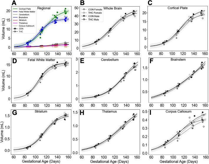 Comparisons of volumetric regional brain development did not demonstrate significant effects of treatment or sex. Individual regional brain volumes plotted by treatment only (A) and sex and treatment (B–I) with sigmoidal curve fits to guide the eye (shading indicates 95% CI). Brain regions identifiable at each timepoint are plotted as solid points for controls, and open points for THC-exposed animals. Curve fits with solid representing control, and dashes representing treatment are shown with for regions color coded to the corresponding segmentation map (A). Individual whole brain (B), cortical plate (C), fetal white matter (D), cerebellum (E), brainstem (F), thalamus (G), corpus callosum (H), and striatum (I) volumes are plotted for control (solid points and lines) and THC exposed (open points and dashes) for animals. Sex is indicated by color; grey for females, and black for males. While whole brain and regional volumes increased significantly with age (LME, all p < 0.0001) volumes did not differ significantly by treatment or sex (B–I) (all p > 0.05). However, a significant 3-way interaction between age, sex, and treatment was identified in the cortical plate (C; β = − 67.3, SE = 31.7, p = 0.044, CI 95% [− 126.9, − 7.5]) and corpus callosum (I; β = − 1.8, SE = 0.72, p = 0.021, [− 3.1, − 0.42]) described by a pattern of increased volume for THC-exposed females relative to controls, and decreased volume in THC-exposed males relative to controls.