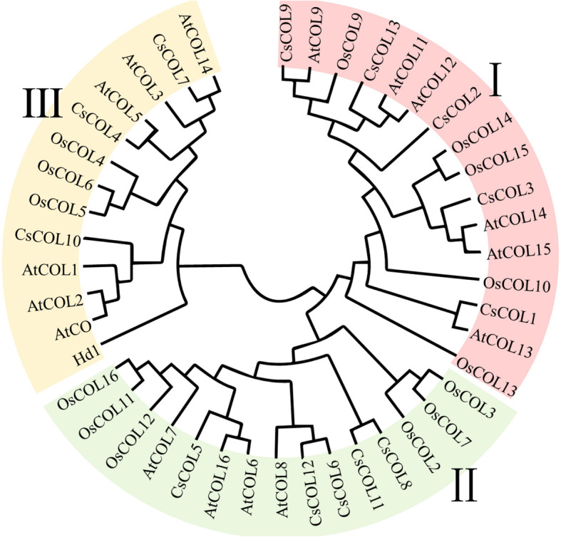 Phylogenetic tree of the COL proteins from three plant species. The phylogenetic tree was constructed based on the 90% shared amino acid sites using the neighbour-joining (NJ) method. At, Arabidopsis thaliana; Os, Oryza sativa; Cs, Cannabis sativa