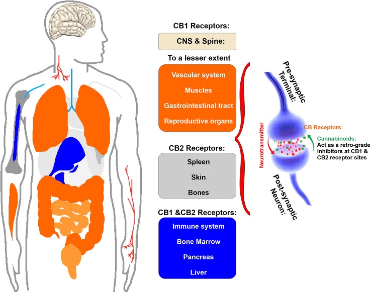 Schematic illustration of the primary location of CB1 and CB2 receptor. Note that CB1 receptor are primarily located in the brain and spinal cord and to a much lesser extent there are also present in the gastrointestinal tract, reproductive organs as well as muscles and vascular system. CB2 receptors are primary located in spleen, skin, and bones as well as the immune cells.