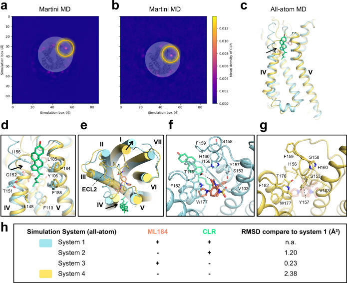 Molecular dynamics simulations investigate the CLR binding pocket stability.a, b Averaged CLR mass density plot generated from martini coarse-grained simulations for (a) martini system 1 (CLR is placed in the structure pose) and (b) for martini system 2 (CLR was removed), the yellow circle highlights the CLR density in both figures. c Superimposition of final structures from all-atom system 1 (shown in cyan) containing CLR and ML184 with system 4 (shown in yellow) where ML184 and CLR were removed shows that significant changes in the protein conformation is observed (black arrow) when the CLR molecule was removed from the binding site. The structural CLR molecule is shown in green and ML184 is shown in orange. d Enlarged view of the CLR binding pocket and (e) surface representation show that CLR binding site is occluded significantly. The all-atom simulation without ML184 and CLR also has an impact on the ligand binding pocket as shown in (f, g). h Overview of four simulated all-atom systems with the RMSD of the ML184 binding pocket calculated from the representative structure of the most populated cluster, compared to system 1. n.a.: not applicable.