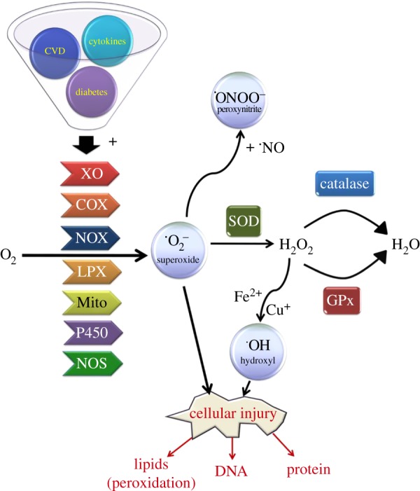 Summary of pathways involved in ROS production and clearance. Pathological conditions such as chronic inflammation, cardiovascular disease (CVD), as well as obesity and diabetes can lead to the aberrant production of various oxygen radicals from molecular oxygen, including superoxide (O2−), peroxides and hydroxyl radicals. A number of different enzymes have been implicated in mediating this process including NADPH oxidase (NOX), xanthine oxidase (XO), cyclooxygenase (COX), lipoxygenase (LPX), nitric oxide synthase (NOS) and cytochrome P450 isoforms as well as ROS derived from mitochondria (Mito). In response, cells will often initiate an antioxidant response that facilitates the neutralization of ROS into less harmful products by activating enzymes such as superoxide dismutase (SOD), catalase and glutathione peroxidase, in an attempt to alleviate the damaging effects of ROS upon lipid, protein and DNA integrity.