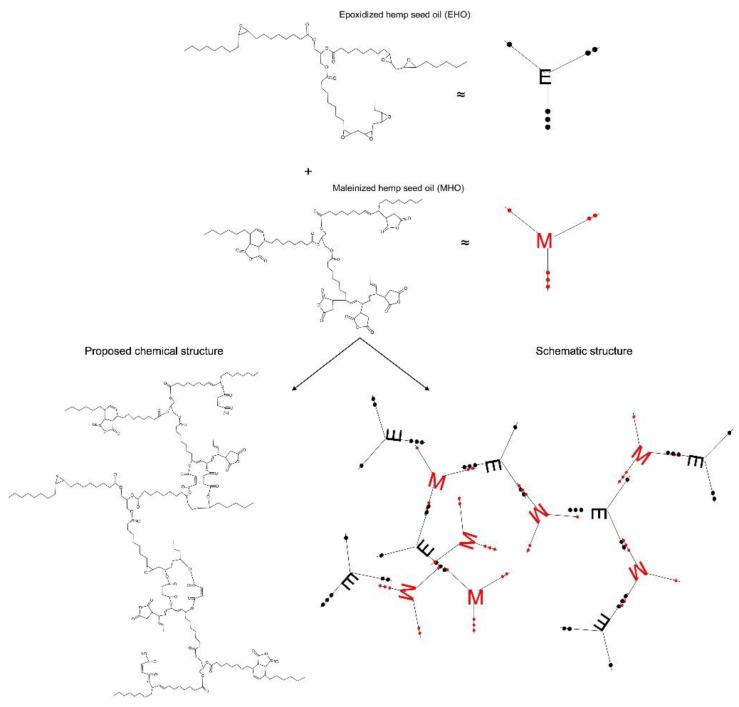 Epoxidized hemp oil (EHO) reaction using maleinized hemp oil (MHO) as a crosslinker. Black dots: oxirane groups; Red dots: maleic groups.