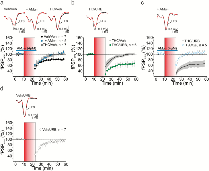 Low-frequency stimulation (LFS)-induced endocannabinoid (eCB)-mediated long-term synaptic depression (eCB-LTD) at medial prefrontal cortex (mPFC) layer 2 (L2)→L5 microcircuit. (A) LFS stimulation of cortical L2 triggered a depression of field postsynaptic potentials (fPSP) in layer 5 female rats subjected to pretreatment with vehicle (Veh/Veh) during adolescence. This form of LTD was abolished by acute application of the CB1R antagonist AM251 (4 μM) and impaired in female rats upon adolescent Δ9-tetrahydrocannabinol (THC) exposure (THC/Veh); (RM2W, F2,16=6, P=.014; Veh/Veh vs Veh/Veh+AM, P<.05; Veh/Veh vs THC/Veh, P<.05) (B, C) In vivo treatment with the fatty acid amide hydrolase (FAAH) inhibitor URB597 (0.3 mg/kg) reinstated a form of LTD at L2→L5 connections of THC-exposed rats (B, RM2W, F1,11=11, P=0.008; THC/Veh vs THC/URB, P<.01), which was sensitive to AM251 (C, RM2W, F1,9=8, P=.02; THC/URB vs THC/URB + AM, P<.05). (D) In female rats preexposed to vehicle and then treated with URB (Veh/URB), LFS failed to trigger eCB-LTD (P>.05). (A-D) Time courses of normalized fPSP amplitudes (mean±SEM). Insets, averaged recordings (5 traces) before (black line) and after (red line) the delivery of the LFS protocol. LFS is indicated by the red vertical bar (B, C) Black lines (average fPSP amplitude) and gray areas (SEM) in (B) and (C) show time courses from (A) and (B), respectively, and are reported here for comparison.