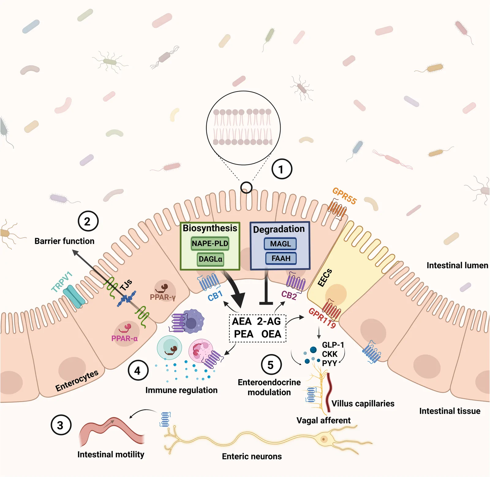 Role of eCBome in intestinal homeostasis. Classical endocannabinoids (AEA and 2-AG) and eCBome-related lipid mediators (PEA and OEA) are generated from membrane phospholipid precursors through biosynthetic pathways involving NAPE-PLD and DAGLα and are primarily degraded by FAAH and MAGL (1). Upon binding to their respective receptors, including CB1, CB2, TRPV1, GPR55, PPAR-α, and PPAR-γ, these mediators contribute to the regulation of intestinal barrier integrity through modulation of TJs (2), intestinal motility via CB1 signaling in enteric neurons (3), local immune responses through CB2 and PPAR signaling in immune cells (4), and enteroendocrine functions mediated by receptors expressed in EECs (5). eCBome, endocannabinoidome; AEA, anandamide; 2-AG, 2-arachidonoylglycerol; PEA, palmitoylethanolamide; OEA, oleoylethanolamide; NAPE-PLD, N-acyl phosphatidylethanolamine phospholipase D; DAGLα, diacylglycerol lipase α; FAAH, fatty acid amide hydrolase; MAGL, monoacylglycerol lipase; CB1, cannabinoid receptor 1; CB2, cannabinoid receptor 2; TRPV1, transient receptor potential vanilloid 1; GPR55, G protein-coupled receptor 55; GPR119, G protein-coupled receptor 119; PPAR, peroxisome proliferator-activated receptor; TJs, tight junctions; EECs, enteroendocrine cells; GLP-1, glucagon-like peptide-1; CCK, cholecystokinin; PYY, peptide YY. Created in https://BioRender.com