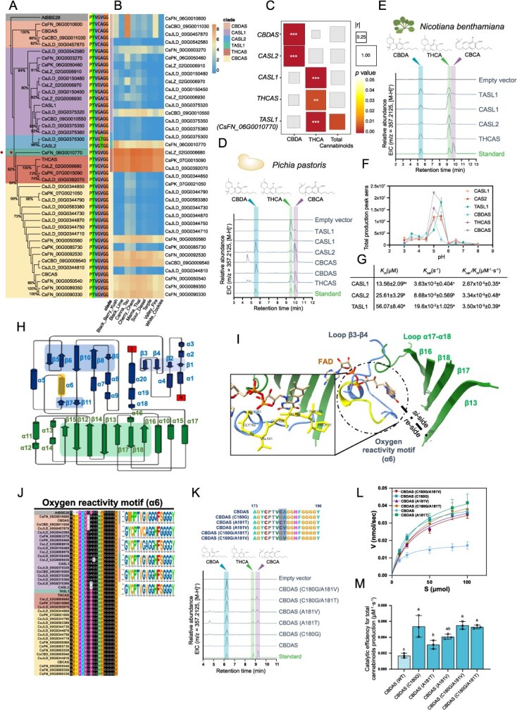 (A) Phylogenetic relationships among the CsCBSs. Thirty-six CsCBSs are clustered into five clades, namely CBDAS clade, CASL clade, THCAS clade, CBCAS clade , and an individual CsCBS, CsFN_06G0010770 (TASL1, pointed by arrow). AtBBE-like 28 is served as an outgroup. Sequence alignment of the reactive oxygen motif (PTVGVGG) is shown besides. (B) Expression profiles of the identified 36 CsCBSs in mature glandular trichomes of nine cannabis varieties. (C) Correlation analysis between expression level of five CBSs with cannabinoid contents (CBDA, THCA, and total cannabinoids) in 21 cannabis varieties. The r and P-values are based on the Spearman correlation analysis. *P < 0.05; **P < 0.01; ***P < 0.001. (D) In vitro enzymatic assays of TASL1, CASL1, CASL2, CBCAS, CBDAS, and THCAS proteins expressed by P. pastoris, using CBGA as substrate, pH 5.0. (E) Functional characterization of TASL1, CASL1, CASL2, and THCAS in tobacco, using CBGA as substrate. (F) Effect of pH on the activity of recombinant CBSs proteins expressed by P. pastoris. Data are displayed as mean ± SD, n = 3. (G) Kinetic parameters of CASL1, CASL2, and TASL1. Data are presented as mean ± SD, n = 3. Lowercase letters indicate statistically significant differences based on Tukey’s multiple-range test (P < 0.05). (H) Topology diagram of CsCBSs. α-helices are shown as cylinders and β-strands as arrows. The flavin-binding motif (located within β12-β18), the substrate-binding motif (β1-β10), and the oxygen reactivity motif (α6) are shaded. (I) 3D structure of CsCBSs active pocket. Inset figure illustrates the residues forming the oxygen reactivity motif in THCAS (PDB: 3vte), shown in a stick model. (J) Multiple sequence alignment of the oxygen reactivity motif and comparison of the sequence logos of five CsCBS subclades and AtBBE-like 28. (K) Enzymatic reaction product profile of CBDAS and its variants. Mutation sites are highlighted. (L) Michaelis–Menten kinetics of CBDAS and CBDAS variants. CBGA in different concentrations was used as substrate and the production efficiencies of total cannabinoids were monitored. Data are presented as mean ± SD and each repeat is displayed as hollow circle, n = 3. (M) In vitro catalytic efficiency of CBDAS and CBDAS variants for total cannabinoids production expressed by P. pastoris. Data are presented as mean ± SD, n = 3. Lowercase letters above each column of CBDAS and CBDAS variants indicate significant differences by Tukey’s multiple-range test (P < 0.05).