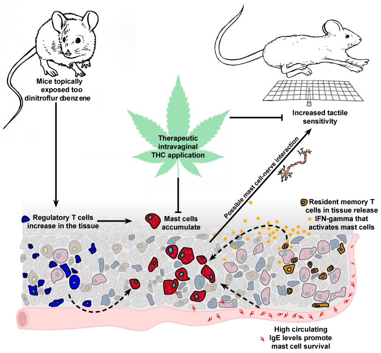 Repeated DNFB exposures on the skin lead to accumulation of regulatory T cells, resident memory T cells and mast cells. Mast cell increases are correlated with increased tactile sensitivity; therapeutic intra-vaginal THC application reduces mast cell density and tactile pain. Solid arrows indicate the hypothesized mechanisms proposed in this model. Dotted lines indicate previously published experimental observations of the contributions of regulatory T cells, IFN-γ and circulating IgE to mast cell recruitment, survival and activity in the tissue. T-bars indicate suppression of mast cell accumulation and tactile sensitivity following THC application. Artwork by Amy Pelz.