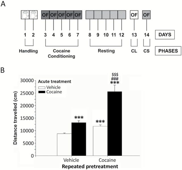 Acute and repeated cocaine injections on cocaine-induced sensitization in mice. (A) Schematic representation of the 5-phase-paradigm for acquisition and expression of cocaine-induced sensitization. (B) Effects of acute and repeated cocaine injections on the distance traveled by mice for 30min measured in the open field during cocaine sensitization. Bars represent the mean + SEM (n = 8 animals per group). Post hoc analysis: *p < 0.001 versus the vehicle-vehicle group; # p < 0.001 versus the vehicle-cocaine group; $ p < 0.001 versus the cocaine-vehicle group. OF: open field; CL: cocaine-conditioned locomotion; CS: cocaine-induced sensitization.
