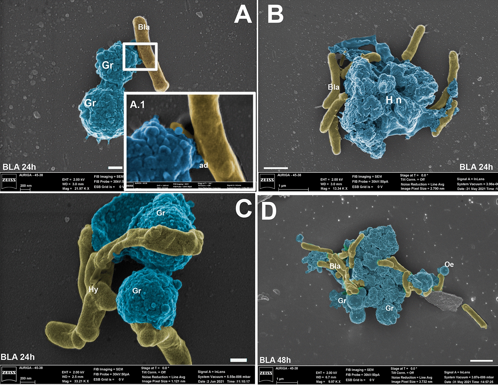 Photomicrography of hemocytes of Aedes aegypti larvae interacting with blastospores (BLA) and conidia (CON) of Beauveria bassiana CG 206 for 24 (A, B) or 48 h (C, D). Hemocytes nodulation process (Hn); granulocytes (Gr); Oenocytoids (Oe); F = fungus. Bars from figures A and B = 200 nm; bars from figures C and D = 1 µm