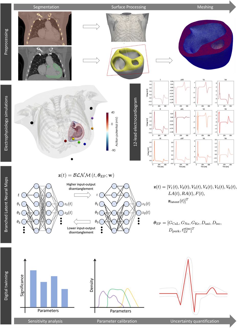 Sketch of the computational pipeline. We reconstruct the patient-specific geometry with HLHS from imaging. We generate a dataset of electrophysiology simulations encompassing cell-toorgan variability in model parameters. We train a BLNM that effectively reproduces 12-lead ECGs while covering model variability. We employ the BLNM for digital twinning.