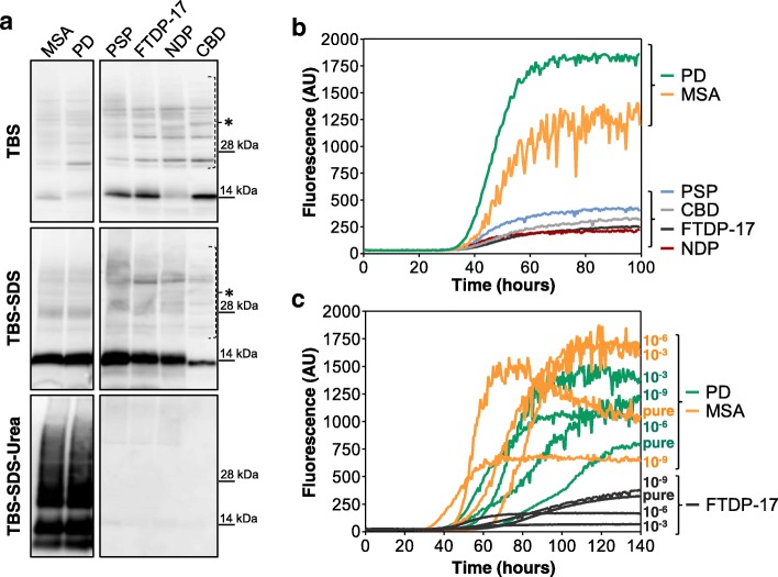 RT-QuIC analysis of brain homogenates of patients with PD and neurodegenerative parkinsonisms. a Extraction of soluble and insoluble α-synuclein fractions from brain homogenates of patients with PD, MSA, PSP, CBD, FTDP-17 or NDP control. Western blot analyses confirmed the presence of insoluble α-synuclein only in PD and MSA samples. Blots were immunostained with the AS08 358 antibody. Numbers in the right indicate the position of molecular weights. Asterisks indicate unspecific binding. b RT-QuIC analysis of BH samples. Two μL of sonicated BH collected from PD, MSA, PSP, CBD, FTDP-17 and NDP patients was added to rec-αS substrate and analyzed by means of RT-QuIC. PD and MSA samples efficiently induced rec-αS aggregation that reached higher levels of fluorescence intensities compared to those of PSP, CBD, FTDP-17 and NDP. Average ThT fluorescence intensity was plotted against time. c Assessment of the RT-QuIC detection limits. Serial dilutions (undiluted, 10− 3, 10− 6, 10− 9) of sonicated BH collected from PD, MSA and FTDP-17 subjects were analyzed by means of RT-QuIC. All dilutions efficiently induced rec-αS aggregation but those of FTDP-17 were characterized by lower fluorescence intensities compared to those of PD and MSA. Average ThT fluorescence intensity was plotted against time