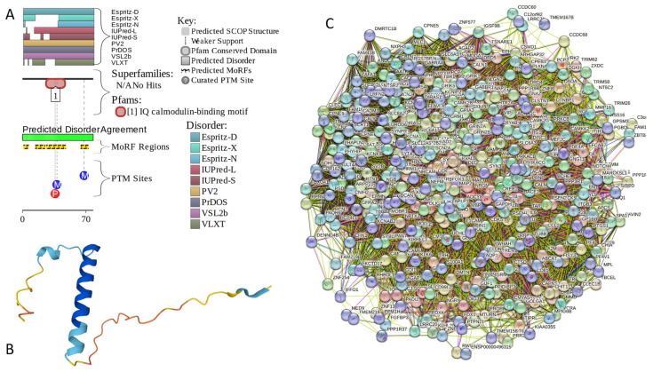 Functional disorder analysis of human neurogranin (UniProt ID: Q92686). (A) Functional disorder profile generated by D2P2. (B) 3D structural model generated by AlphaFold. (C) NRGN-centered PPI network generated by STRING. This network was generated using low confidence of 0.15 for minimum required interaction score.