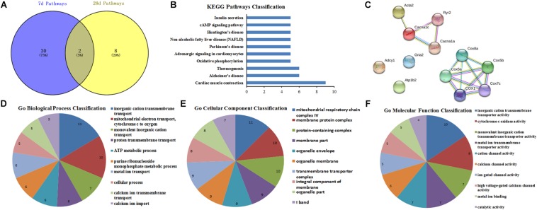 GO function and PPI network analysis of intersection genes of the conjunct pathways at 7th and 28th day after surgery. (A) The intersection pathways between 7 days group and 28 days group; (B) KEGG Pathways Classification of intersection genes of the conjunct pathways; (C) protein–protein interaction networks of intersection genes of the conjunct pathways; (D–F) GO function analysis of the intersection genes of the conjunct pathways including biological process, cellular component, and molecular function.