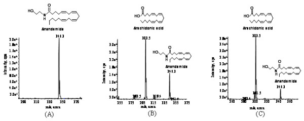 CE-ES-MS analysis of anandamide hydrolysis by recombinant FAAH from both Dictyostelium andE.coli. (A) CE-ES-MS analysis of control reaction having anandamide alone in the reaction buffer without enzyme was analyzed. Negative ion mode product ion scan of mass [m/z 346.3]- corresponds to substrate anandamide. Inset figure is the structure of anandamide. (B) CE-ES-MS analysis of anandamide hydrolysis by recombinant HIS-FAAH purified from Dictyostelium. Negative ion mode product ion scan of mass [m/z 346.3]- corresponds to substrate anandamide and mass [m/z 303.5]- corresponds to hydrolyzed product arachidonic acid. Inset figures are the structure of anandamide and arachidonic acid. (C) CE-ES-MS analysis of anandamide hydrolysis of recombinant MBP-FAAH purified form E.coli. Negative ion mode product ion scan of mass [m/z 346.3]- corresponds to substrate anandamide and mass [m/z 303.5]- corresponds to hydrolyzed product arachidonic acid. Inset figures are the structure of anandamide and arachidonic acid.