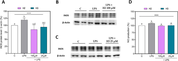 iNOS and NO production in HepG2 cells treated with H2 or H3. Densitometric analyses of iNOS protein levels (A); representative Western Blots of iNOS in H2 (B) and H3 (C) assays; NO production (D). The data points represent the averages ± SD of three independent experiments in triplicate. All data sets were analyzed by one-way ANOVA, followed by Tukey’s post-hoc test. Different letters indicate statistically significant differences. ****, p < 0.0001. C, unstimulated control group; iNOS, inducible nitric oxide synthase; LPS, lipopolysaccharide-stimulated cells; NO, nitric oxide.