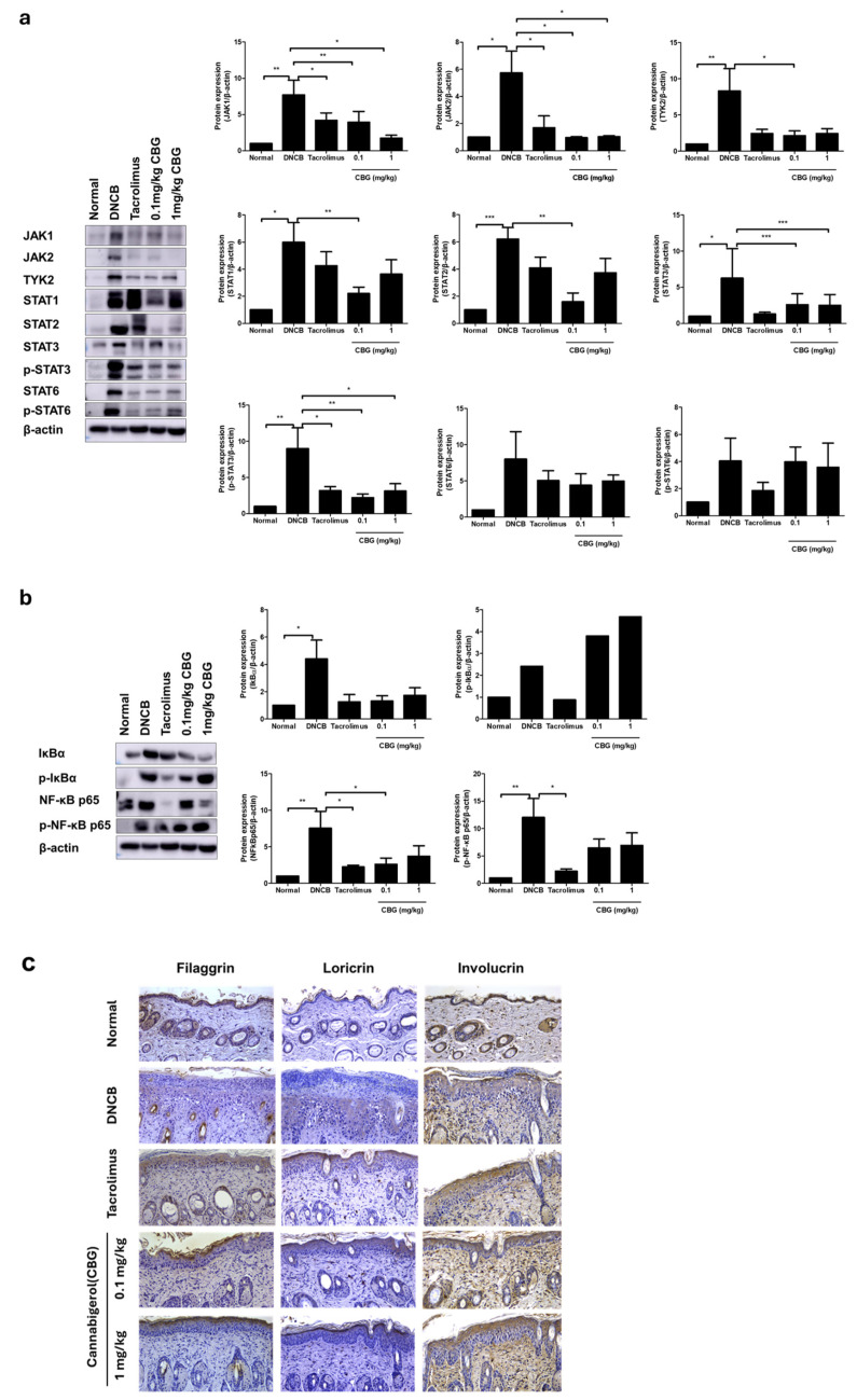 Effects of CBG on JAK/STAT, NF-κB signaling pathway, and skin barrier proteins in a DNCB-induced AD mouse model. Changes in protein expression levels of (a) JAK/STAT pathway family proteins. (b) NF-κB pathway family proteins (c) skin barrier protein in dorsal skin tissue. Original magnification = ×200, scale bar = 100 μm Immunoblotting intensities were calculated with ImageJ software (version 1.54f). Data represents the mean ± SEM. Data compared among multiple groups were analyzed using one-way ANOVA. * p < 0.05, ** p < 0.01, *** p < 0.001 compared to normal or DNCB group. CBG, cannabigerol; DNCB, 1-chloro-2,4-dinitrobenzene; AD, atopic dermatitis; SEM, standard error of the mean; ANOVA, analysis of variance.