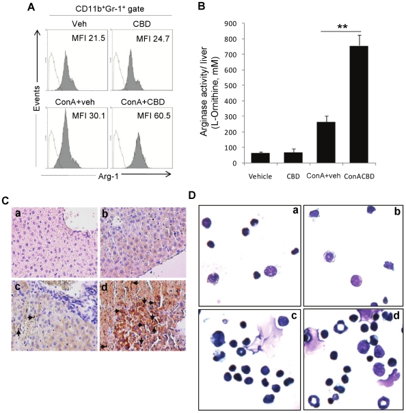 Characterization of MDSCs in liver.Liver infiltrating cells isolated from indicated treatment groups (n = 4) were triple-stained for CD11b, Gr-1 and intracellular arginase 1. Respective histograms (filled) for arginase expression on CD11b+Gr-1+ gated cells are shown for each group with respective MFI (A). Open histograms represent staining control. B) Arginase functional activity was determined by spectrophotometric assay using lysates of liver infiltrating cells from each group. Data are mean ± SEM (n = 4). Student's t-test, **p<0.01. C) Immunohistochemistry for arginase expression in liver sections and D) Morphology of infiltrating liver cells by Wright Giemsa staining (a. Veh, b. CBD, c. ConA+veh, d. ConA+CBD).