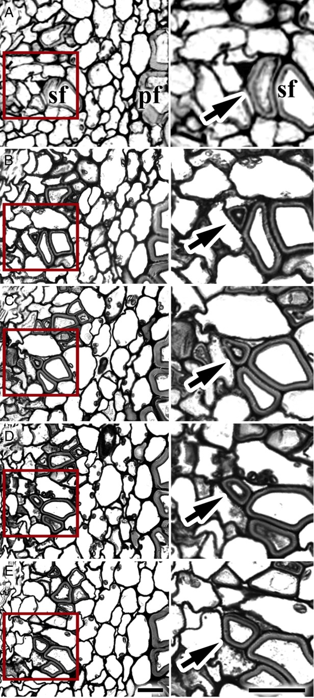 Serial cross-sections of a stem in the region of secondary phloem fibres, showing the cell wall thickness in the tip and middle part of one and the same fibre. Right column—larger magnification of the area marked on the left by a red rectangle. In the enlarged area shown in the right panel the fibre tip is indicated by an arrow. Phloem fibres have quite uniform thickness of the cell wall throughout their cell length. Therefore, fibre elongation and cell wall thickening do not coincide. pf, primary phloem fibres; sf, secondary phloem fibres. Distance between: A and B = 20 µm, B and C = 50 µm, C and D = 100 µm, D and E = 150 µm. Bar = 20 μm.