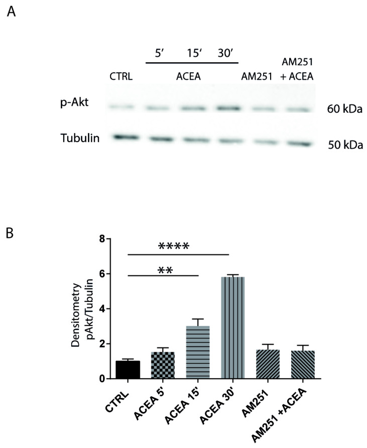 CB1-dependent intracellular signaling pathways in hippocampal neurons. (A) Western blotting showing the time course analysis of Akt phosphorylation in hippocampal neurons treated with ACEA, (5′, 15′, 30′) or with AM251 alone and in combination with ACEA (40′ before agonist). Tubulin is used as reference for protein loading. (B) Histogram reports the densitometric analysis of Western blotting. CB1 agonist ACEA induces Akt phosphorylation, and the effect is blocked by the antagonist AM251. (CTRL-ACEA 15′ p = 0.0045 **; CTRL-ACEA 30′ p < 0.0001 ****). Results were obtained from n = 3 independent experiments. Columns were compared with one-way ANOVA test, followed by Bonferroni test.