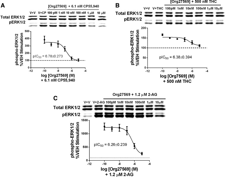 Org27569 antagonizes cannabinoid agonist-induced ERK activation. HEK293 cells stably transfected with the hCB1 receptor were exposed to specified agonists at their EC80 values and Org27569 for 5 min. Protein was separated by SDS-PAGE and western blots for phospho-ERK normalized to total ERK and curves were fitted using GraphPad Prism 5.0 to calculate IC50 values. (A) Org27569 concentration–response curve applied in combination with EC80 of CP55,940 (6.1 nM). (B) Org27569 concentration–response curve in the presence of EC80 THC (500 nM). (C) Org27569 concentration–response curve in the presence of EC80 2-AG (1.2 μM). Data are the mean ± SEM of three independent experiments. CP, CP55,940; Org, Org27569; V, vehicle.