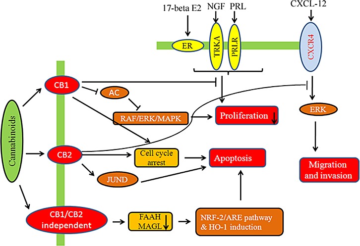 Modulatory effect of cannabinoids on hormone sensitive breast cancer cellsCannabinoids are involved in receptor dependent/independent regulation of various hallmarks of breast cancer like proliferation, migration, invasion, etc.