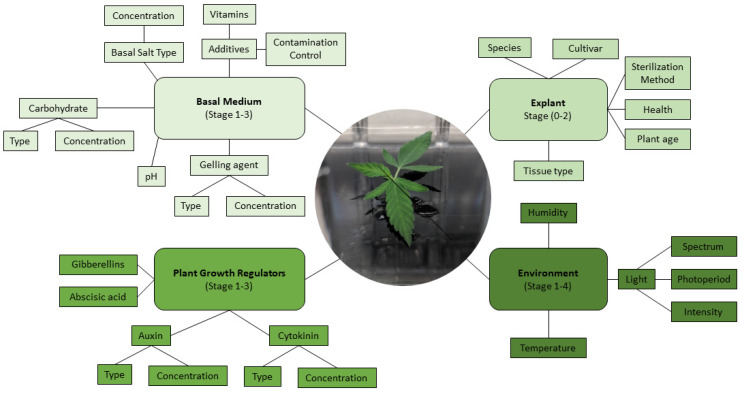 Tissue culture of healthy explants relies on the careful optimization of multiple factors. Center image: Freshly subcultured vegetative explant of C. sativa.