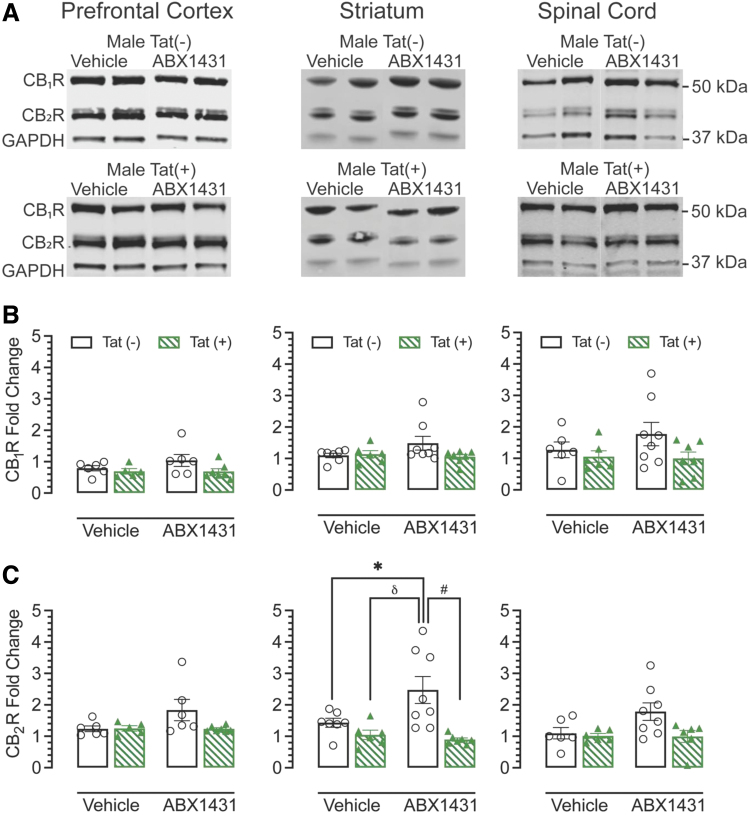 Cannabinoid receptors 1 and 2 expression levels in prefrontal cortex, striatum, and spinal cord. CB1R and CB2R expression levels were assessed in PFC, striatum, and spinal cord of vehicle and acute ABX1431-treated Tat transgenic mice through western blot. (A) Representative immunoblots for CB1R, CB2R, and housekeeping protein GAPDH. (B) No genotype-specific and treatment-specific alterations were found in CB1R levels in any CNS regions. (C) Significant changes in CB2R levels were found in the striatum. ABX1431 treatment significantly increased CB2R levels in Tat(−) mice and no changes were observed in Tat(+) mice. All data are expressed as mean±the SEM. Statistical significance was assessed by ANOVAs followed by Tukey's post hoc test where appropriate; *p=0.004 main drug effect; #p=0.001 main genotype effect; δp=0.005 genotype×drug effect. CNS, central nervous system.