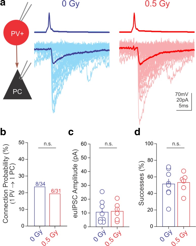 Irradiation did not alter GABA release from PVINs. a Representative traces of paired recordings from presynaptic PVINs (top, AP) and postsynaptic PCs (bottom, IPSCs) from a control and an irradiated mouse. Summary data plots demonstrate that irradiation did not affect PVIN to PC connection probability (b), euIPSC amplitudes (c), or successes of postsynaptic events (d)