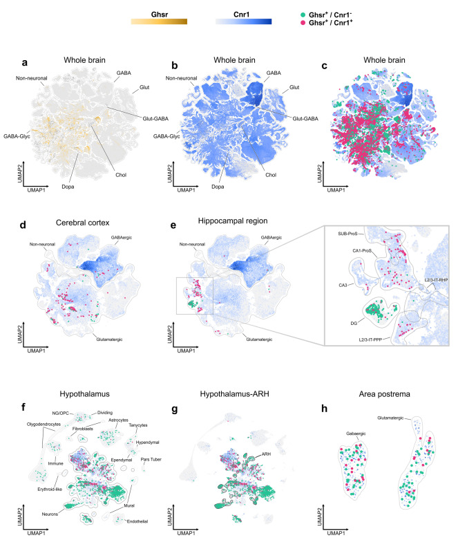 UMAP plots for the whole brain (a–c), cortex (d), hippocampal region (e), cells of the hypothalamus (f), neurons of the hypothalamus (g) and the area postrema (h) showing the gradient expression of Ghsr in gold or Cnr1 in a blue scale and the presence of single Ghsr+ (green circles) and double Ghsr+/Cnr1+ (purple circles) cells in the different clusters of each brain region. In each panel different cell types (a, b, d, e, f and h) or some specific regions (e and g) are delimited with black lines. Abreviations: Sub-ProS: prosubiculum proper-prosubiculum, CA1-ProS: Cornu Ammonis 1-prosubiculum, CA3: Cornu Ammonis 3, DG: dentate gyrus, L2/3-IT-PPP: layer 2/3-intratelencephalic region-parasubiculum/postsubiculum/presubiculum, L2/3-IT-RHP: layer 2/3-intratelencephalic region- retrohippocampal region and ARH: hypothalamic arcuate nucleus. UMAP coordinates and clusters were obtained from the corresponding original articles (Zhang et al. 2021; Yao et al. 2021, 2023; Steuernagel et al. 2022)