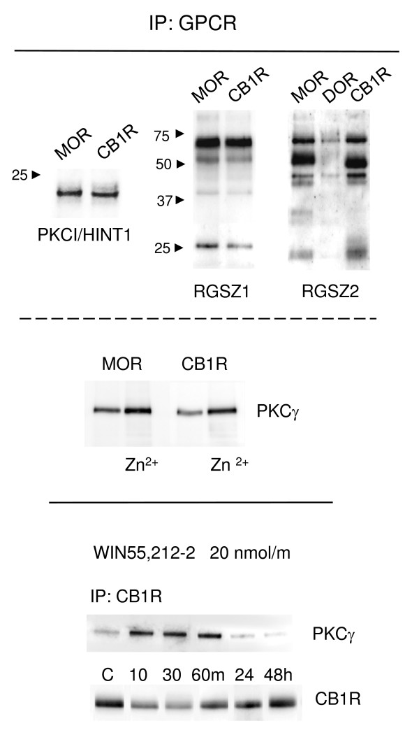 The CB1R carries the HINT1-RGSZ signaling module. Upper panel: In solubilized PAG synaptosomal membranes, MOR and CB1R co-precipitated PKCI/HINT1 and RGSZ proteins. In contrast, the δ-opioid receptor (DOR) showed little association with these proteins. Middle panel: Zinc increases the association of PKCγ with PAG MOR and CB1R. PAG synaptosomes were solubilized and incubated with zinc (30 nM) for 4 h at 4°C. MORs and CB1Rs were immunoprecipitated, and co-precipitation of PKCγ was evaluated. Lower panel: WIN55,212-2 promotes the recruitment of PKCγ to the CB1 receptor. Mice were injected icv with a desensitizing dose of 20 nmol WIN55,212-2. The CB1 receptors were immunoprecipitated (IP) from PAG synaptosomes (P2) obtained at the indicated intervals following agonist administration. For each interval, the PAG from six to eight mice were pooled. Since this dose of WIN55,212-2 promotes internalization of PAG CB1Rs, equal loading was verified by examining the signals obtained by immunodetection of the heavy chain of the anti-CB1R IgGs. IgGs were detached from the immunoprecipitated CB1 receptors, processed in parallel gel/blots, and detected using the appropriate secondary antibody. Co-precipitation studies were performed under non-denaturing conditions, and the MOR- and CB1R-associated proteins were immunodetected with antibodies directed against PKCI/HINT1, PKCγ, RGSZ1, and RGSZ2.