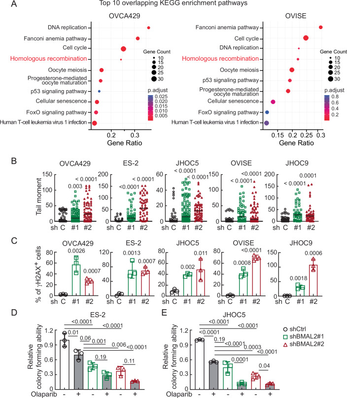 BMAL2 depletion increases endogenous DNA damage in OCCC cells.(A) KEGG Enrichment Analysis of downregulated genes in BMAL2-depleted OVCA429 and OVISE cells. KEGG pathway enrichment analysis was performed using over-representation analysis (ORA) based on a hypergeometric test. P values were adjusted for multiple comparisons using the Benjamini–Hochberg false discovery rate (FDR) method. The top ten overlapping pathways, determined by their adjusted P value, are shown. (B) Tail moment of comet assays using shCtrl or shBMAL2 OCCC cells without exposure to DNA damage agents. At least 50 cells per group were measured. Significant differences are based on an unpaired t-test. Data shown are from one representative experiment of three replicates. (C) γH2AX staining assays using shCtrl or shBMAL2 OCCC cells without exposure to DNA damage agents. Data were shown as mean ± SD with P value based on unpaired t-test (n = 3). Data shown are from one representative experiment of three replicates. (D, E) Clonogenic assays using shCtrl or shBMAL2 ES-2 (D) and JHOC5 (E) cells without or with 2.5 μM Olaparib treatment. Data were shown as mean ± SD with P value based on one-way ANOVA test (n = 3). Data shown are from one representative experiment of three replicates. Source data are available online for this figure.