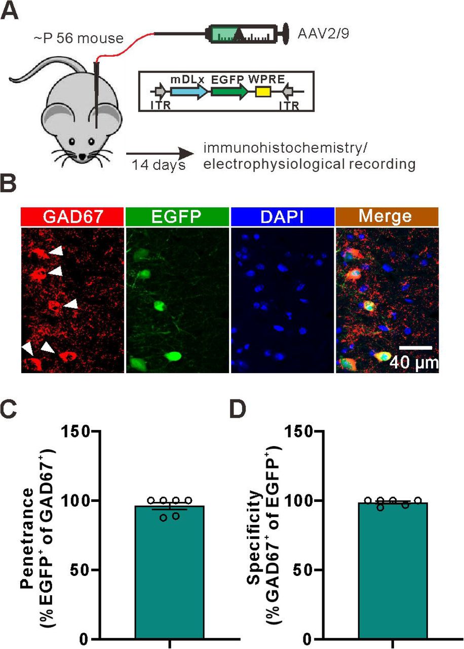LTPE→I in the stratum radiatum is dependent on the activation of NMDA receptors and astrocytic metabolism.(A) Left: superimposed representative averaged EPSPs recorded 10 min before (dark traces) and 35-45 min after (red traces) LTP induction; Right: superimposed representative averaged EPSPs recorded 10 min before (dark traces) and 35-45 min after (red traces) LTP induction in the presence of NMDA receptor antagonist D-AP5.(B) Normalized slope before and after the TBS stimulation protocol in control conditions and in the presence of the NMDA receptor antagonist D-AP5.(C) The summary data measured 35-45 min after LTP induction (Control: 220.2±33.94, n=10 slices from 5 mice; D-AP5: 105.2±4.404, n=6 slices from 3 mice; t=2.580 with 14 degrees of freedom, p=0.0218, two-tailed unpaired t-test).(D) Left: superimposed representative averaged EPSPs recorded 10 min before (dark traces) and 35-45 min after (red traces) LTP induction; Right: superimposed representative averaged EPSPs recorded 10 min before (dark traces) and 35-45 min after (red traces) LTP induction while astrocytic metabolism was disrupted.(E) Normalized slope before and after the TBS stimulation protocol in control conditions and in the presence of the astrocytic metabolism inhibitor FAC.(F) The summary data measured 35-45 min after LTP induction (Control: 193.5±21.84, n=11 slices from 5 mice; FAC: 103.8±7.278, n=6 slices from 6 mice; t=2.943 with 15 degrees of freedom, p=0.0101, two-tailed unpaired t-test).
