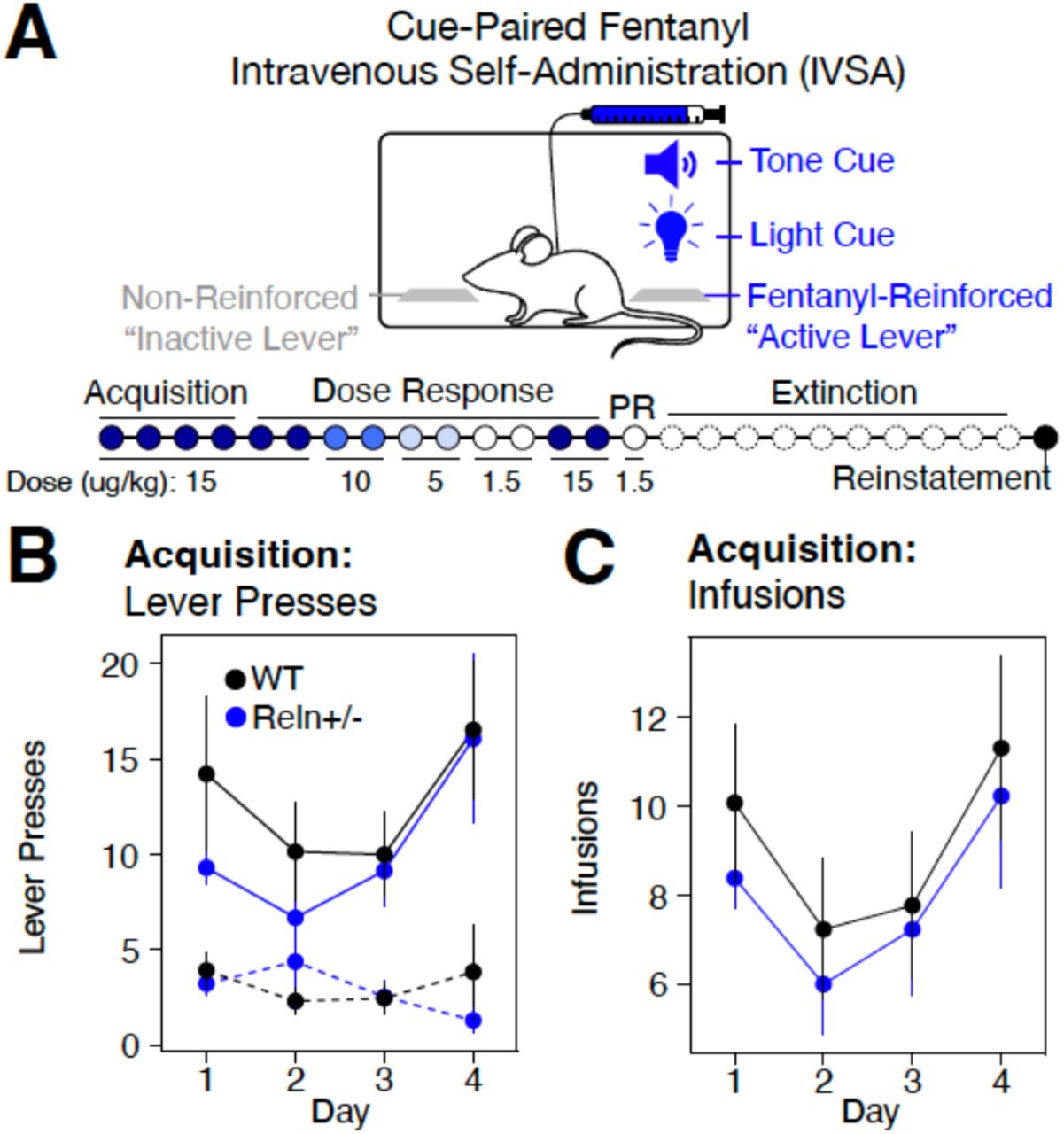 Assessing Reln haploinsufficiency within a fentanyl IVSA paradigm.(A) Schematic of fentanyl IVSA comparing Reln+/−(n=13) and WT (n=13) mice. B-C Active (solid line) and inactive (dashed line) lever presses (B) or fentanyl infusions (C) across acquisition sessions (Days 1-4), collapsed across sex. Data are mean ± SEM.