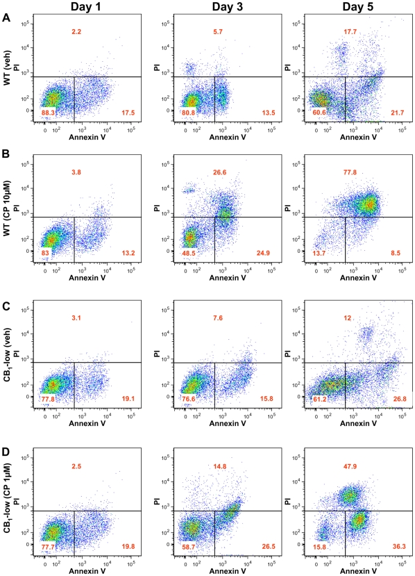 Time course of the apoptotic response induced by CP-55,940 in wild-type and CB1-low DBT cells. (a,b) Wild-type (wt) DBT cells and (c,d) CB1-low DBT cells were expanded in 6-well plates, incubated with CP-55,940 (CP) at 10 and 1 µM, respectively, and apoptosis assessed by quantifying propidium iodine (PI) and annexin V fluorescence by FACS after 1, 3, and 5 days. Shown are representative results, with values within each quadrant = mean of 3–5 independent experiments.