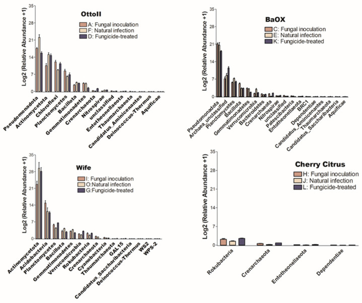 The relative abundance of bacteria that significantly varies among three distinct treatments in the rhizosphere of four hemp cultivars. The treatments include fungal inoculation (A, C, I, H), natural infection (F, E, O, J), and fungicide treatment (D, K, G, L) across the hemp cultivars Otto II, BaOx, Wife, and Cherry Citrus. The vertical axis represents the relative abundance [Log2 (relative abundance +1)] of each bacterial phylum, while the horizontal axis displays all microbial phyla that exhibit significant differences across the three treatments within the rhizosphere (P < 0.05). The four hemp cultivars are clearly labeled for easy identification. Overall, this figure illustrates the dynamic microbial composition within hemp plant rhizospheres under varying treatment conditions, emphasizing the specific bacterial phyla that significantly respond to these treatments across the four cultivars.