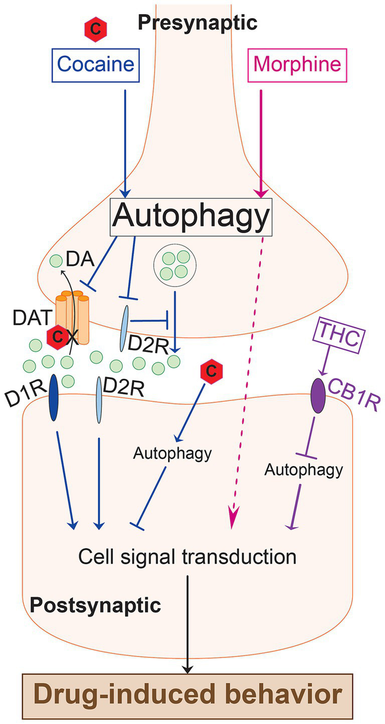 Diagram illustrating the effects of cocaine, morphine, and THC in the presynaptic area impacting autophagy and cell signal transduction. Cocaine affects dopamine (DA) transport via DAT, and autophagy through D1R and D2R. Morphine influences these pathways directly. THC affects autophagy through CB1R. These processes collectively contribute to drug-induced behavior.
