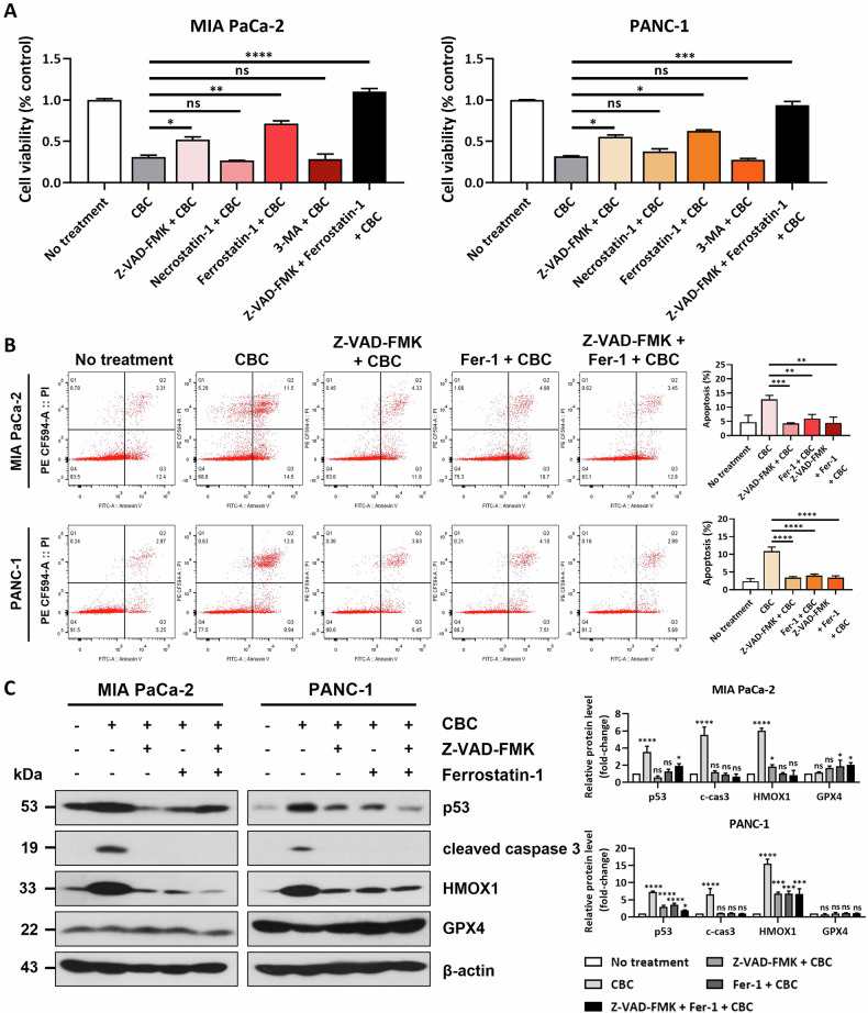 Combined inhibition of apoptosis and ferroptosis delays cannabichromene (CBC)-induced cell death.A An MTT assay was performed to confirm cell viability in both pancreatic cancer cell lines using several inhibitors related to cell death-related pathways. Treatment with Z-VAD-FMK or ferrostatin slightly restored the anti-proliferative activity of CBC in human pancreatic cells. B Annexin V-FITC/propidium iodide (PI) staining analysis showed that the dual inhibitory effects on apoptosis and ferroptosis inhibition additionally restored the CBC-induced dead cell population. Results are expressed as mean ± SD (n = 3). Statistical analysis was performed with one-way ANOVA followed by Tukey’s multiple comparison test, with P < 0.01 or P < 0.001 vs. no treatment or CBC. C Western blot analysis confirmed that protein expression was changed by CBC, Z-VAD-FMK, and ferrostatin-1. Statistical significance was determined using Student’s t tests, with p-values ≤ 0.05 indicating statistical significance. Results are expressed as mean ± SD (n = 3). Statistical analysis was performed with one-way ANOVA followed by Dunnett’s multiple comparison test, with P < 0.01 or P < 0.001 vs. no treatment. MIA PaCa-2 and PANC-1 cells were treated with 35 μM and 30 μM CBC, respectively. Additional treatments included 10 μM Fer-1, erastin, and necrostatin-1, as well as 20 μM Z-VAD-FMK.