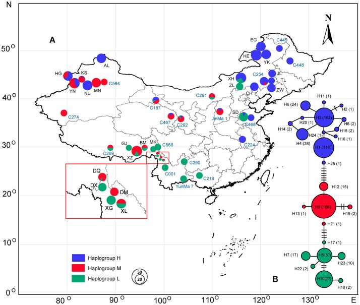 Geographic location of the 43 populations of Cannabis analyzed in the present study and haplogroup distribution patterns of Cannabis (see Table 1 for population codes); population codes in black represent the wild samples and blue ones are the domesticated accessions. (B) The haplotype network generated from the 25 haplotypes of Cannabis; pie chart size corresponds to the sample size of each population (A) or haplotype (B).