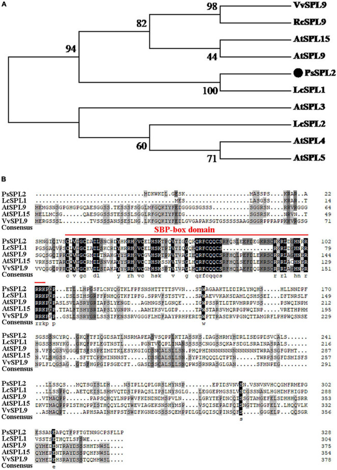 Phylogenetic analysis of PsSPL2 and its homologous proteins. (A) Phylogenetic analysis of PsSPL2 with other species. (B) Multiple alignments of deduced amino acid sequences of PsSPL2 with other species. NCBI accessions: VvSPL9 (NP_001267898.1), RcSPL9 (XP_015582800.1), AtSPL15 (NP_191351.1), AtSPL9 (NP_181749.1), LcSPL1 (AQM55950.1), AtSPL3 (NP_565771.1), LcSPL2 (AQM55951.1), AtSPL4 (NP_175723.1), AtSPL5 (NP_188145.1).