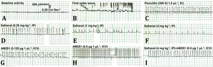 Electrocorticographic (ECoG) recordings samples obtained from right sensory-motor cortex. A) Shows the baseline activity recoded at 10th min before penicillin. B) Shows the first spike wave (arrowhead) induced by intra-cortical administration of penicillin. C) Shows the epileptiform activity induced by microinjection of penicillin after vehicle administration (Statistical analysis did not show significant difference between vehicles of safranal and AM251; therefore, this panel included only ECoG recordings sample of vehicle of safranal). D, E and F) Show the effects of safranal at doses of 0.25, 1.00 and 4.00 mg kg-1, respectively, on penicillin-induced epileptiform activity. G and H) Show the effects of AM251 at doses of 0.125 and 0.50 μg 2.00 μL-1, respectively, on epileptiform activity induced by penicillin. I) Shows the effects of combined treatments with effective doses of safranal and AM-251 on the epileptiform activity induced by penicillin. The ECoG was recorded with a speed of 0.25 cm per sec under calibration of 100 μV 1.00 mm-1 (i.e., 500 μV 5.00 mm-1). IP: Intraperitoneal; ICV: Intracerebroventricular