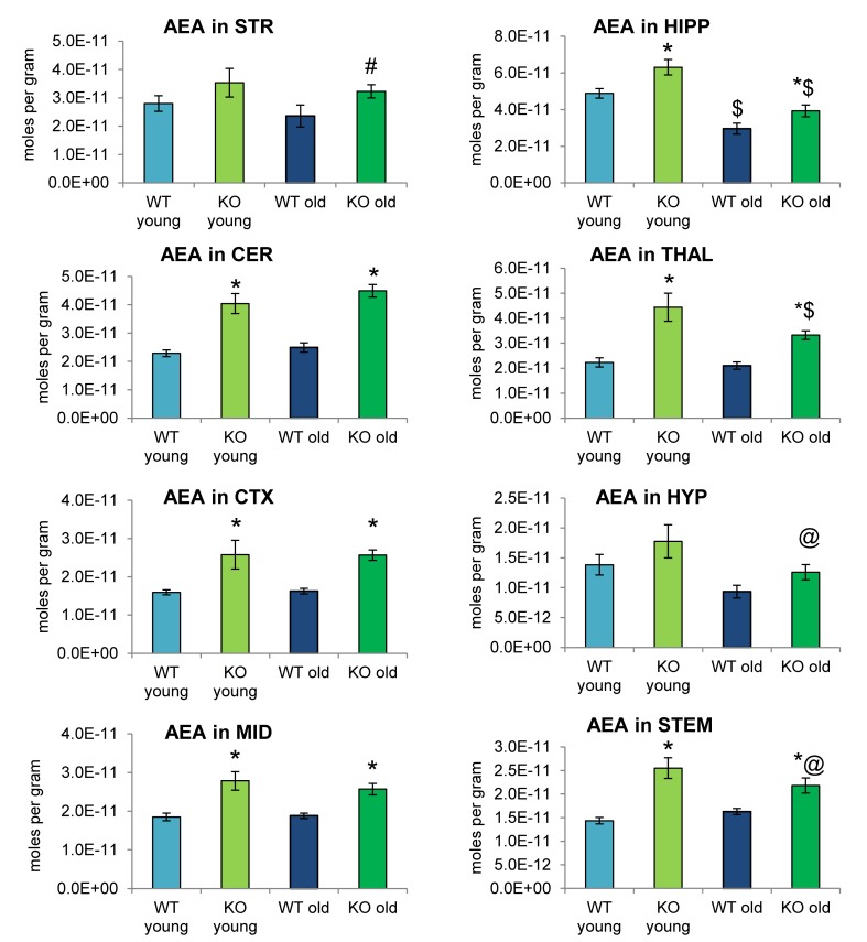 N-arachidonoyl ethanolamine (AEA) levels were upregulated relative to wild-type (WT) in most ABHD12 knockout (KO) brain areas, while age had minimal effects on AEA levels. Bar graphs show mean AEA levels in brain regions from young adult WT mice (WT young, light blue bars), young adult ABHD12 KO mice (KO young, light green bars), old adult WT mice (WT old, dark blue bars), and old adult ABHD12 KO mice (KO old, dark green bars). AEA concentrations are expressed in moles per gram of tissue. Error bars are ± standard error of the mean. ∗ indicates that means were significantly different in ABHD12 KO relative to WT mice of the same age at p < 0.05 whereas # indicates that means were significantly different in ABHD12 KO mice at p < 0.10. $ indicates that means were significantly different in older adults relative to younger adults of the same genotype at p < 0.05 whereas @ indicates that the means were significantly different in older adults relative to younger adults of the same genotype at p < 0.10. Brain areas are striatum (STR), hippocampus (HIPP), cerebellum (CER), thalamus (THAL), cortex (CTX), hypothalamus (HYP), midbrain (MID), and brainstem (STEM).