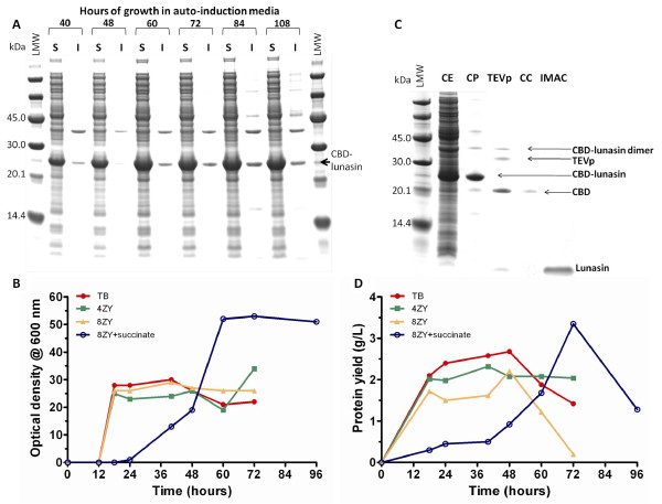 Expression of CBD-lunasin constructs and protein recovery. (A) SDS-PAGE analysis of soluble and insoluble fractions of E. coli BL21*(DE3) carrying pET28-CBD-lunasin grown on 8ZY auto-induction media supplemented with 4 × 5052 and succinate at 25°C. (B) Time-course of cell growth as OD600 in various auto-induction media at 25°C (C) SDS-PAGE analysis of the CBD-lunasin fusion protein purified using cellulose phosphate batch binding, cleavage by TEV protease and either a Microcon® concentrator column or Ni-NTA agarose step. (D) CBD-lunasin fusion protein yield over time-course in (B).