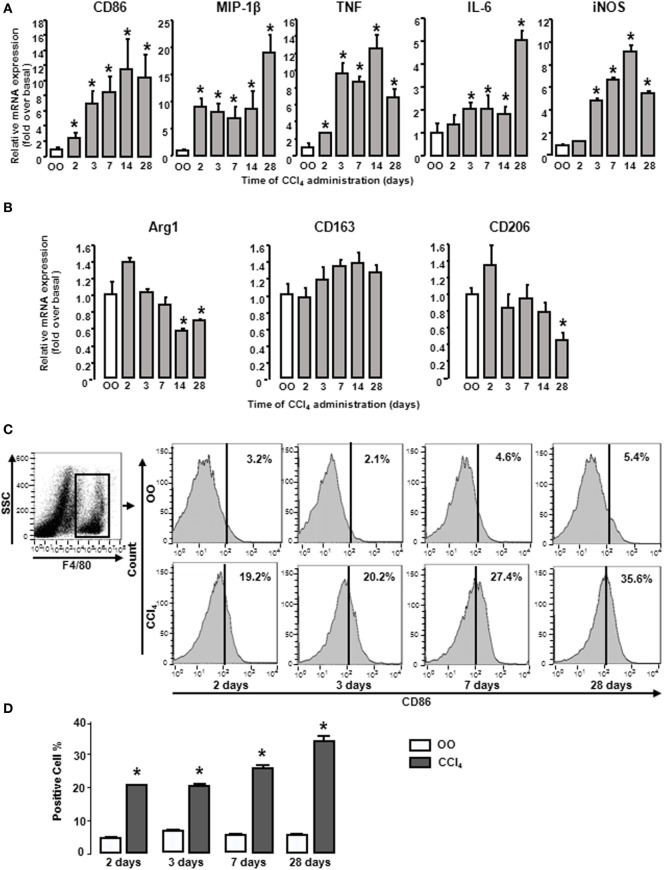 M1 and M2 gene signatures in mouse livers showed changes during CCl4 administration. Expressions of M1 and M2 markers were determined by RT-qPCR and fluorescence-activated cell sorting (FACS). At different times after CCl4 administration, mRNA levels of M1 markers (CD86, MIP-1β, tumor necrosis factor, IL-6, and inducible nitric oxide synthase) (A) and M2 markers (Arg1, CD163, and CD206) (B) were measured. Primary liver macrophages (F4/80+) sorted from treated livers. Representative flow cytometric histograms of total M1-type macrophages (C). Quantification of FACS for cell proportion (D). *P < 0.05 compared with the group of olive oil administration on the same time (n = 6/group).