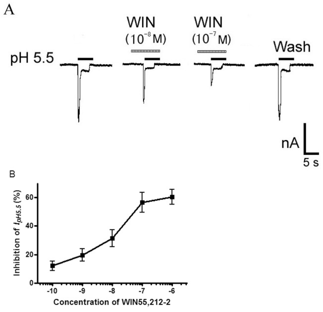 Concentration-dependent inhibition of proton-gated currents by WIN55,212-2.A. Sequential current traces illustrate the inhibition of proton-induced currents by different concentration of WIN55,212-2 (WIN) on a DRG neuron with membrane potential clamped at −60 mV. Proton-gated currents were elicited by application of pH 5.5 for 5-s durations. The pretreatment time for WIN55,212-2 was 60 s. B. WIN55,212-2 decreased proton-gated currents (IpH5.5) in a concentration-dependent manner (10−10–10−6 M). Each point represents the mean ± SEM of 7–10 neurons.